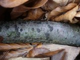 Diatrype disciformis image