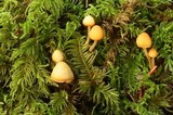 Galerina heterocystis image