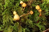 Galerina heterocystis image