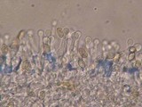 Galerina heterocystis image