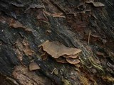 Hymenochaete rubiginosa image