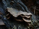 Hymenochaete rubiginosa image
