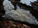 Hyphoderma setigerum image