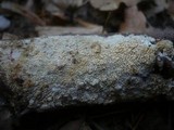 Hyphodontia quercina image