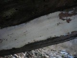Hypochnicium punctulatum image