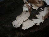 Hypochnicium punctulatum image