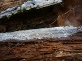 Hypochnicium sphaerosporum image