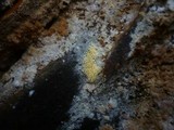 Mucronella calva image