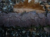 Peniophora quercina image