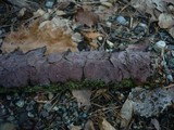 Peniophora quercina image