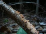 Peniophora incarnata image