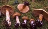 Cortinarius pseudoglaucopus image