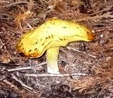 Suillus americanus image