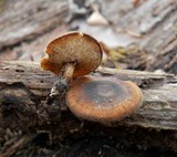 Polyporus brumalis image
