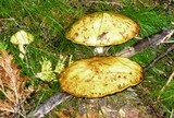 Suillus americanus image