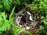 Amanita battarrae image