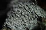 Pertusaria subambigens image