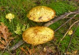 Suillus americanus image
