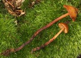 Phaeocollybia christinae image