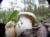 Xanthoconium purpureum image