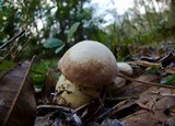 Xanthoconium purpureum image