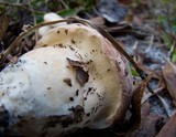 Xanthoconium purpureum image