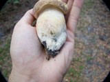 Xanthoconium purpureum image