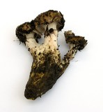 Gomphidius oregonensis image