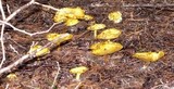 Suillus americanus image