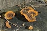 Gloeophyllum sepiarium image