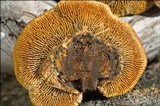 Gloeophyllum sepiarium image