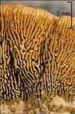 Gloeophyllum sepiarium image