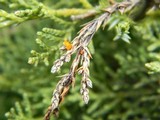 Pithya cupressina image