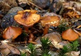 Phaeocollybia christinae image