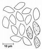 Phaeocollybia christinae image