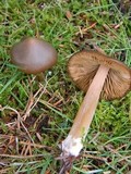 Entoloma vernum image