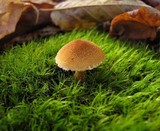 Cystoderma amianthinum image