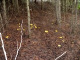Suillus americanus image