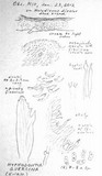 Hyphodontia quercina image