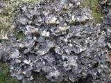 Sticta dufourii image