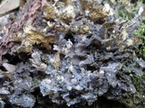 Sticta dufourii image