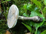 Amanita rubescens f. annulosulfurea image