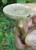 Amanita rubescens f. annulosulfurea image