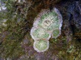 Lecanora thysanophora image