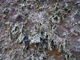 Ramalina intermedia image
