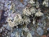 Ramalina intermedia image