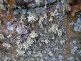 Ramalina intermedia image