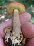 Boletus longicurvipes image
