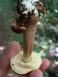 Boletus longicurvipes image