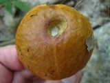 Boletus longicurvipes image
